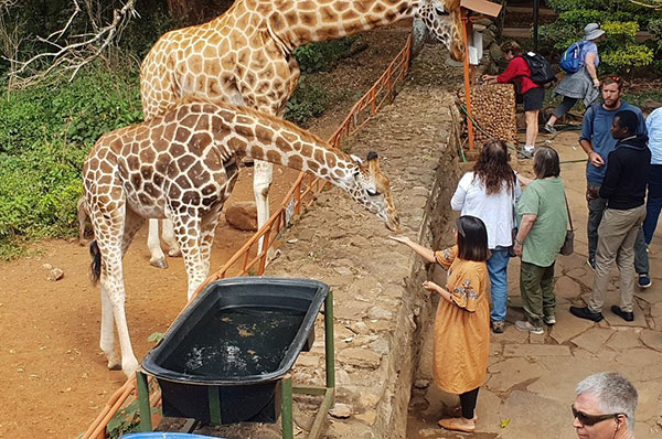 Tour-to-Giraffe-Center-from-Nairobi